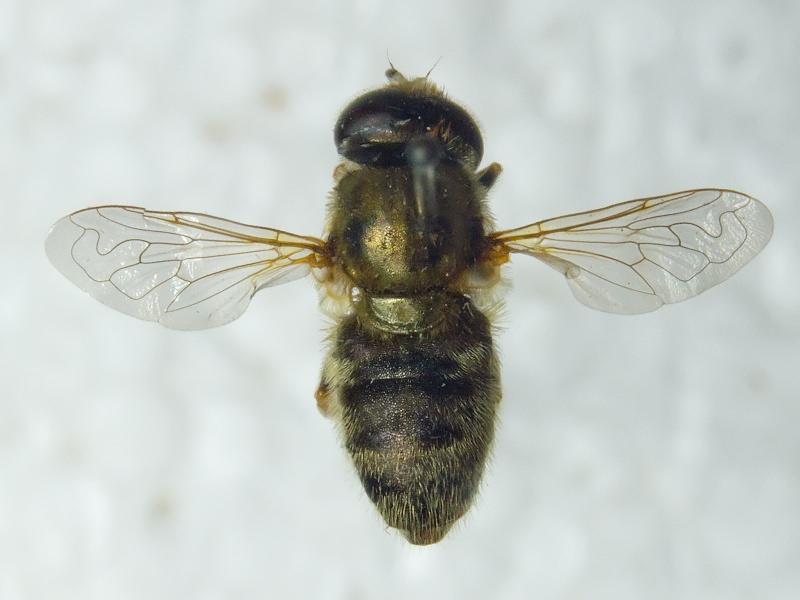 Merodon nanus Sack, 1931